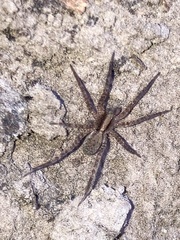 Tigrosa georgicola