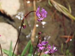 Primula jeffreyi