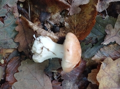 Leucocortinarius bulbiger