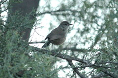 Cercotrichas coryphoeus coryphoeus