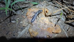 Harpalus rufipes