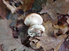 Leucocortinarius bulbiger