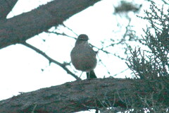 Cercotrichas coryphoeus coryphoeus
