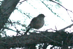 Cercotrichas coryphoeus coryphoeus