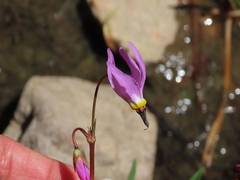 Primula jeffreyi