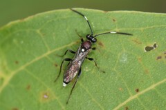 Cryptinae