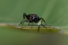 Cryptinae