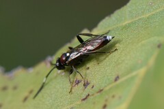 Cryptinae