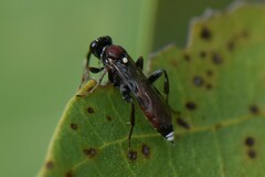 Cryptinae