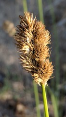 Carex subfusca