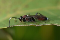 Cryptinae