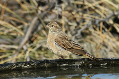 Emberiza impetuani