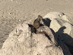 Otospermophilus beecheyi