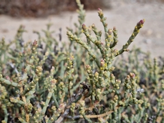 Anabasis articulata
