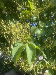 Syringa