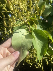 Syringa