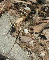 Heremites vittatus