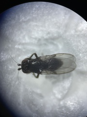 Sphaeroceridae