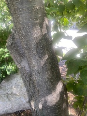 Syringa