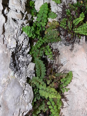 Asplenium petrarchae