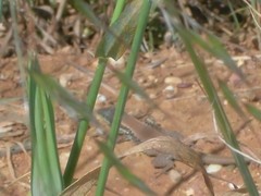 Phoenicolacerta laevis