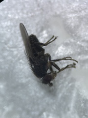 Sphaeroceridae