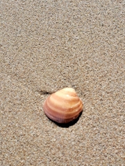 Glycymeris glycymeris
