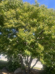 Syringa