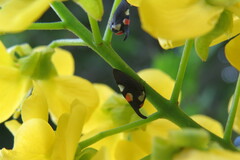 Enchophyllum quinquemaculatum