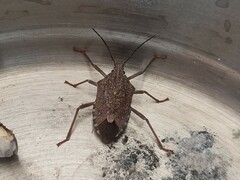 Apodiphus integriceps