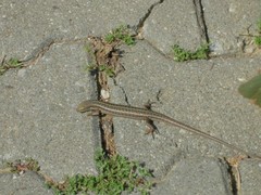 Heremites vittatus
