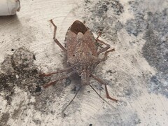 Apodiphus integriceps