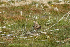Emberiza impetuani