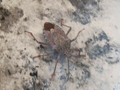 Apodiphus integriceps