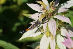 Ammophila