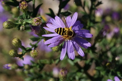 Syrphus