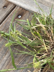 Cenchrus spinifex