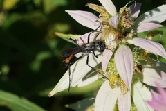 Ammophila
