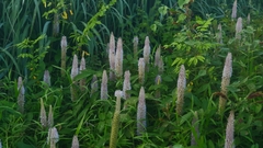 Uraria crinita