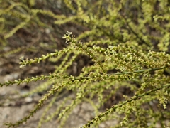 Salsola genistoides