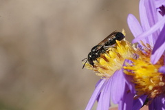 Ceratina