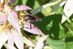 Ammophila