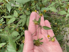Bidens frondosa