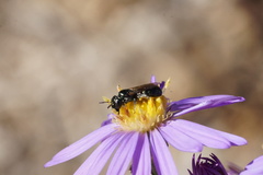 Ceratina