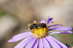 Ceratina