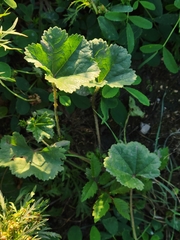 Malva pusilla