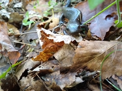Ambystoma 'unisexual complex'