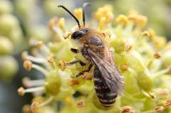 Colletes hederae