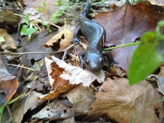 Ambystoma 'unisexual complex'