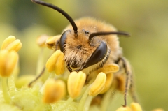 Colletes hederae